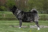 AKITA AMERICAIN 432